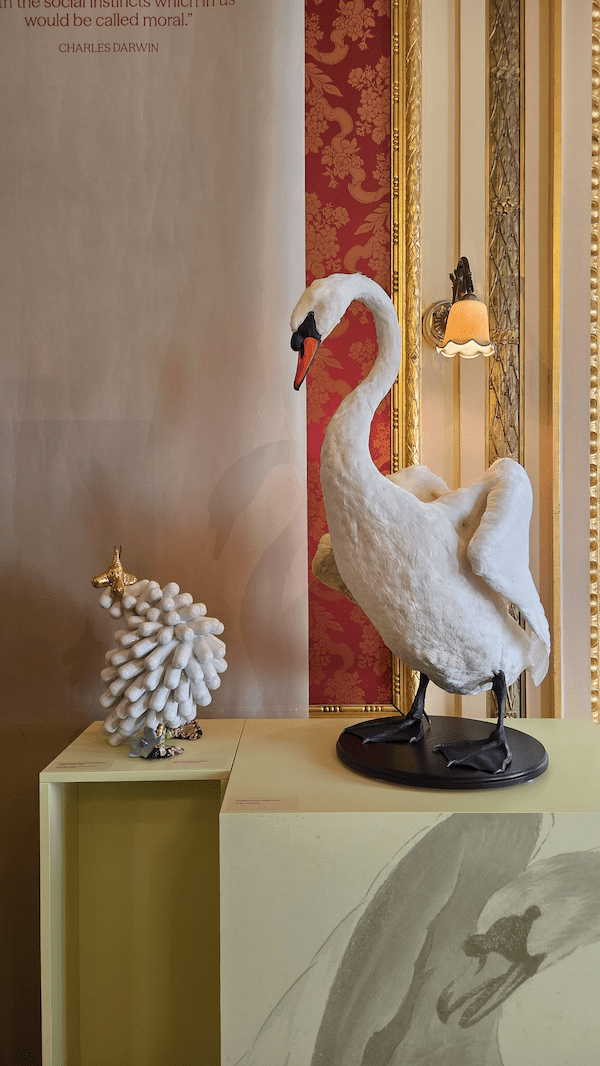 Zaaloverzicht ‘Dieren van de grachten’ met opgezette knobelzwaan en kunstwerk van Hanneke Giezen, foto: Fleur Lagerwerf