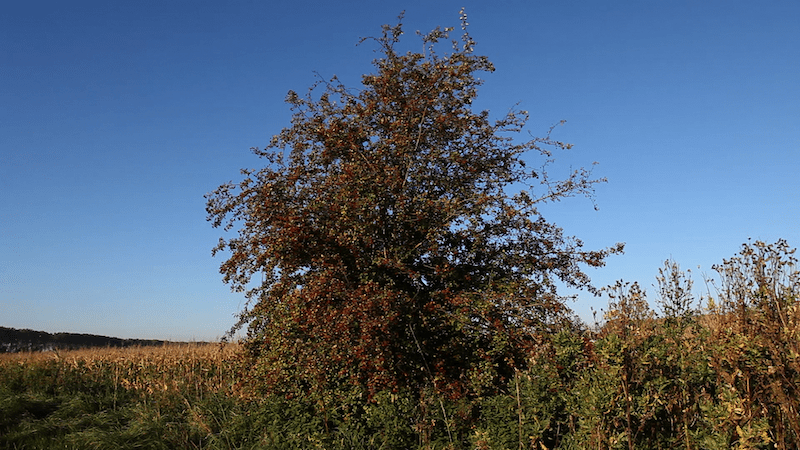 Frank Bruggeman, ‘Observing a polder’, 2011, film, stills: Roel van Tour