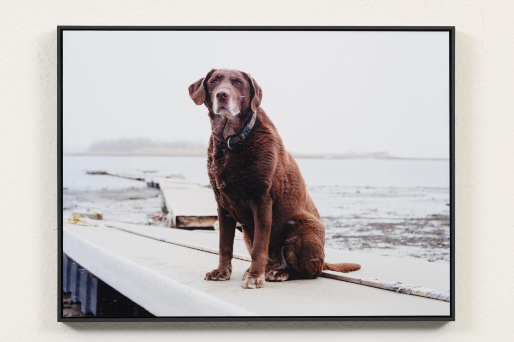 Charlotte Dumas, Moxie Winthrop MA, 2011, C-print, 30 x 40 cm, collectie SCHUNCK, gemeente Heerlen. Fotografie: Peter Cox, Eindhoven.