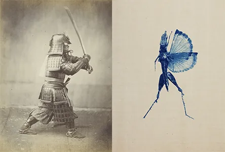 Portretfoto van de Japanse krijger Shigeaki Kubota, 1864 Felice Beato Ets, Sprinkhaan in vechtpositie, 2023, Anaïs López