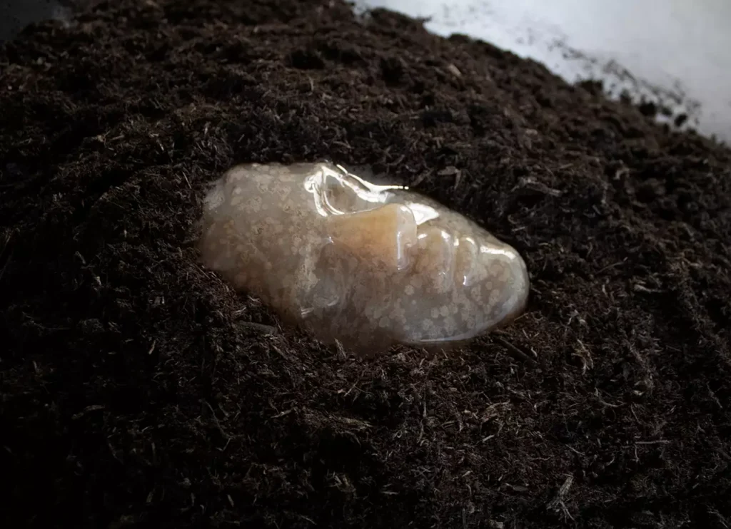 Brabantse Nieuwe: Karenina van den Crommenacker