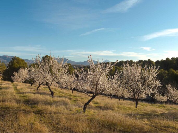 662724-RS_RES_1633_033167-b94819-original-1773910961 ‘Regenerative almond orchard’, Spain, foto: Ruud Sies